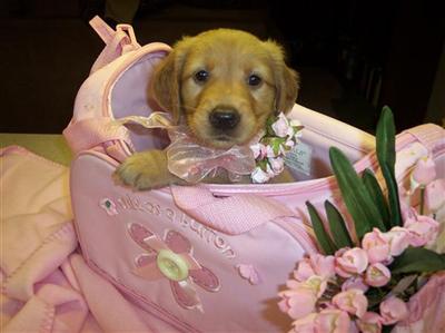 Golden Retriever Puppies in FL